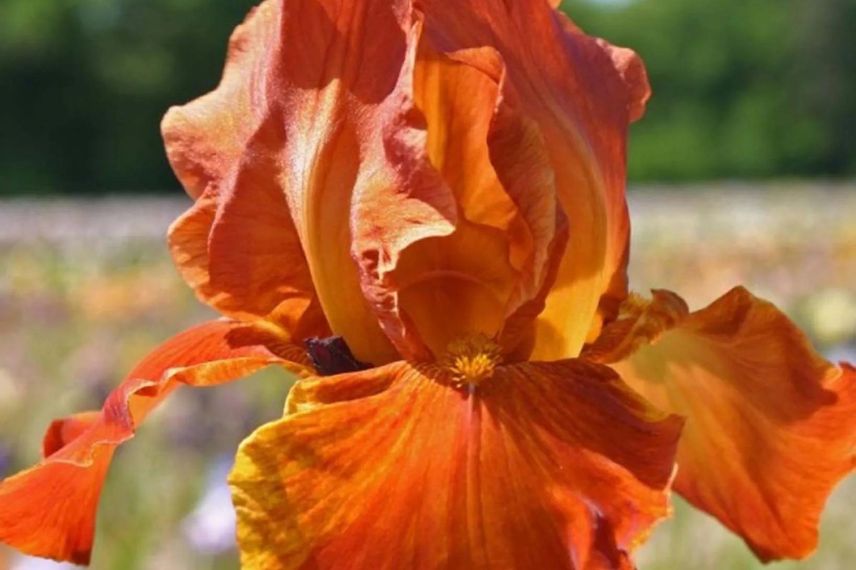 fleur orange d'iris germanica