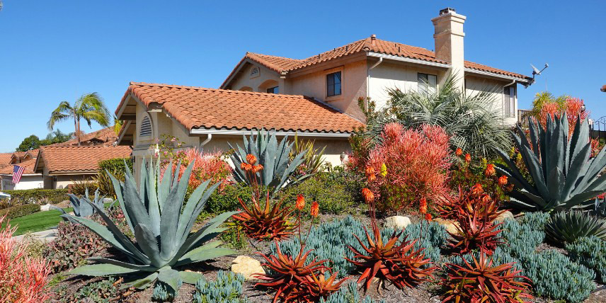 Jardin californien, plantes xérophytes