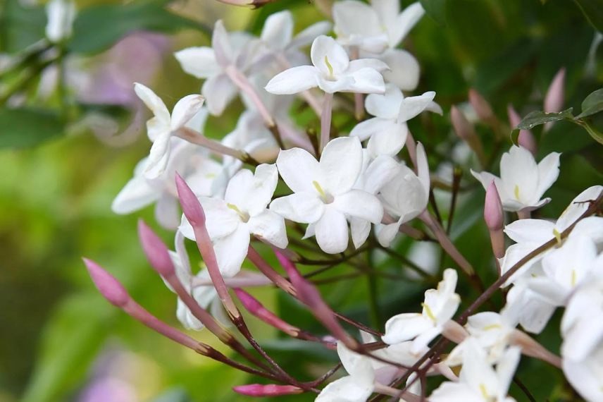 fleurs blanches de Jasmin Starry Night