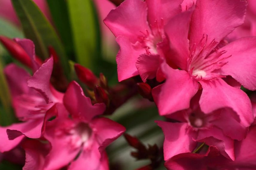 fleurs rouges de laurier rose