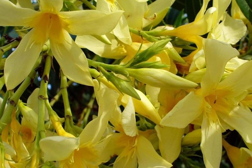 fleurs jaunes de laurier rose