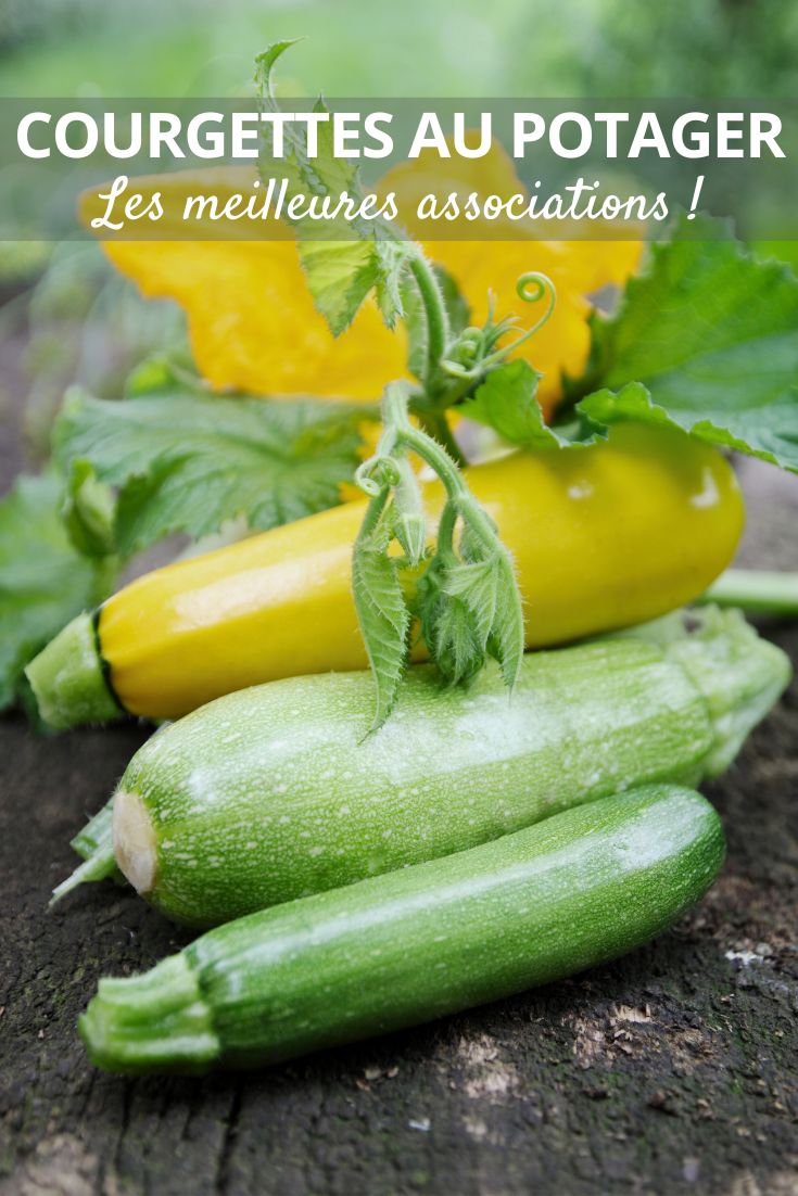 associer la courgette au potager