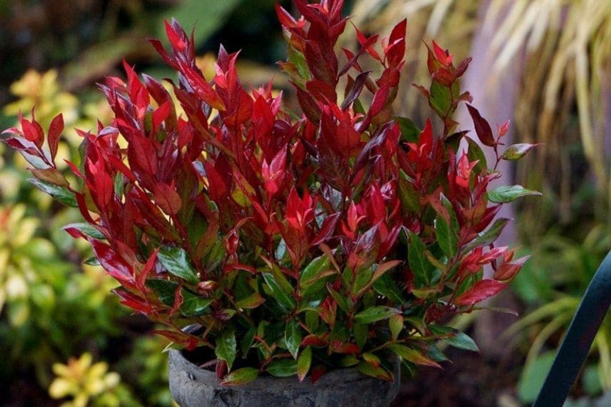 le feuillage rouge de Leucothoe fontanesiana Little Flames