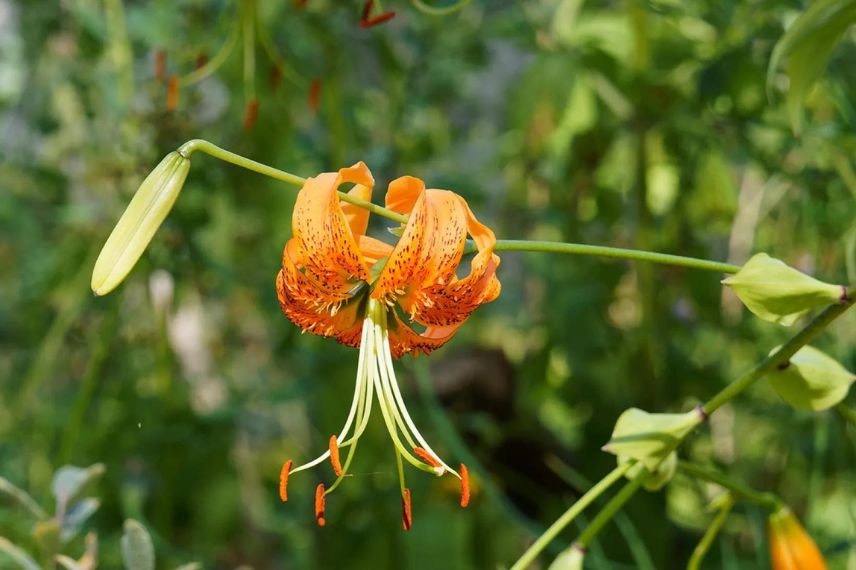 fleur orange de lis botanique