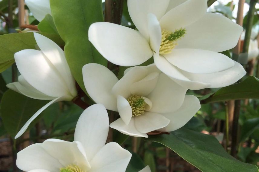 fleur blanche de Michelia 