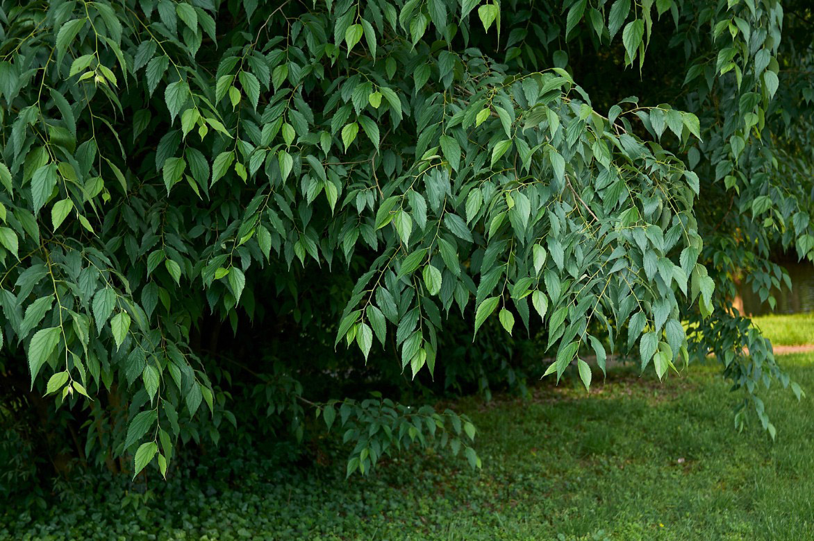 Le feuillage du Micocoulier ou Celtis australis