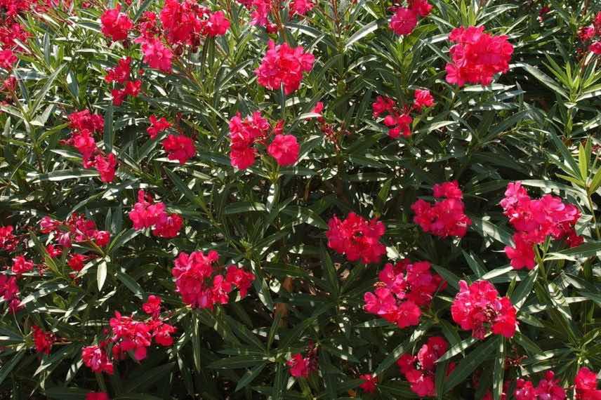 fleurs doubles rouges de laurier rose