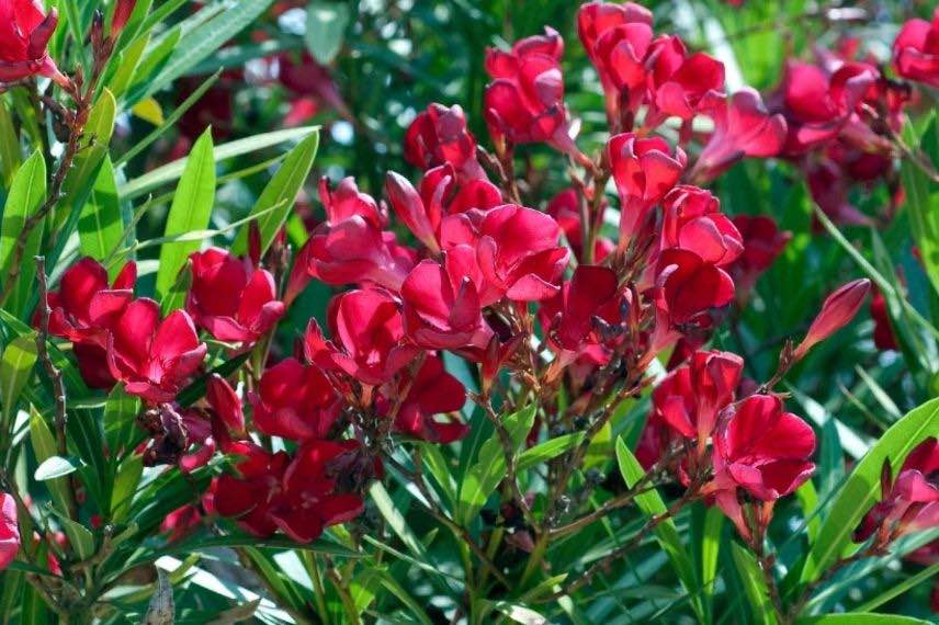 fleurs rouges de laurier rose