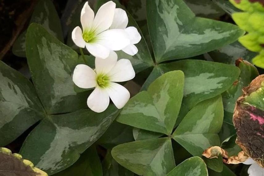 fleur blanche d'oxalis