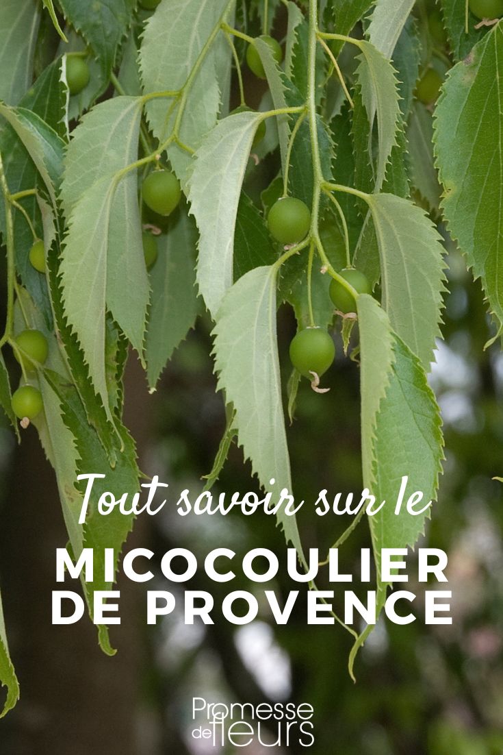 cultiver et tout savoir sur le Micocoulier