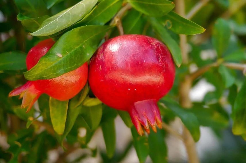 fruits de grenadier