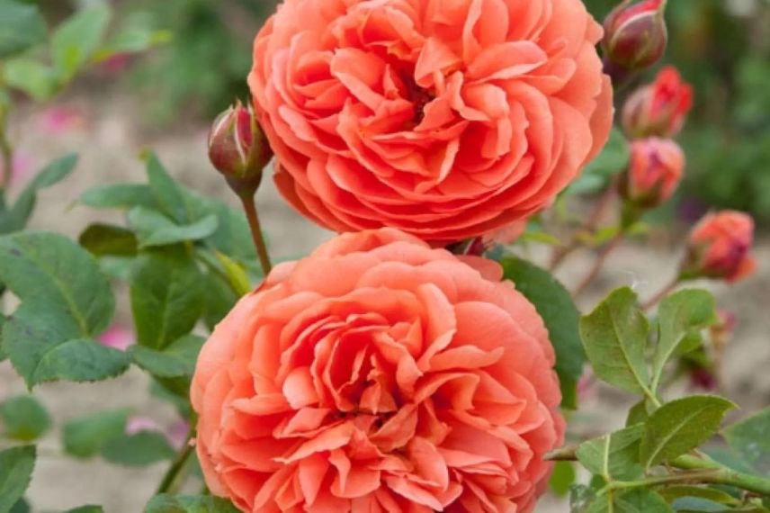 fleur orange de rosier