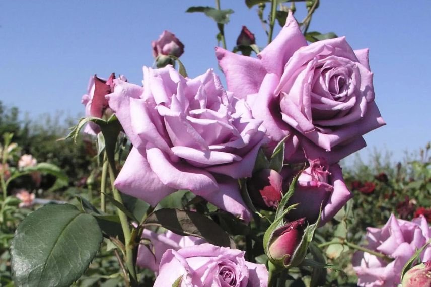 fleur mauve de rosier