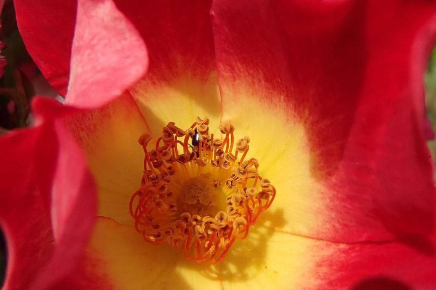 fleur bicolore de rosier