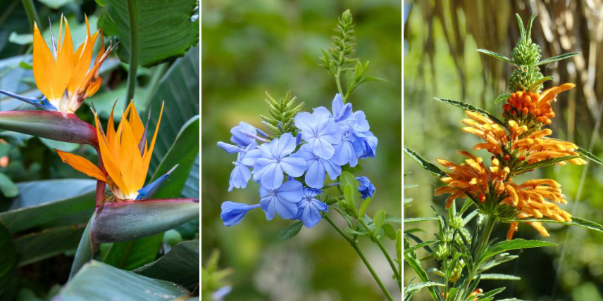 Floraisons spectaculaires pour un jardin tendance "Safari végétal"
