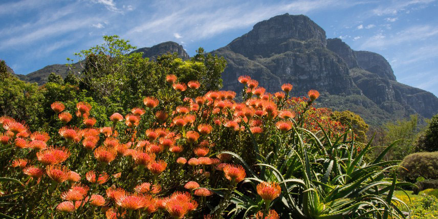 Jardin de Kirstenbosch, Afrique du Sud