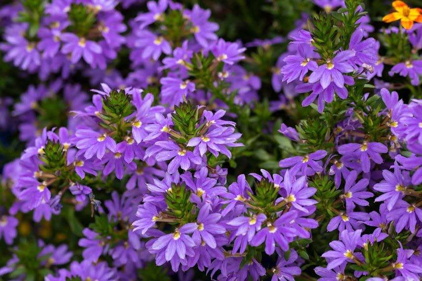 fleurs bleues de scaevola