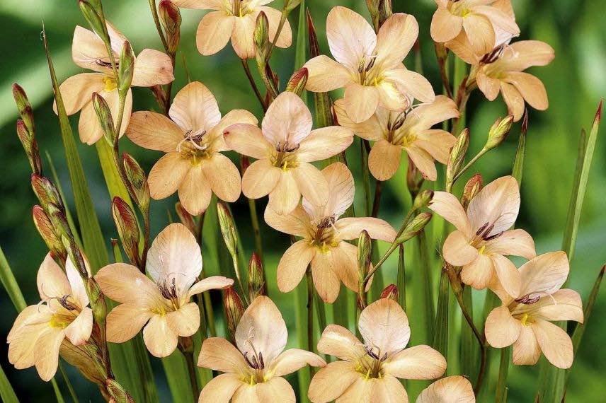 fleurs orange chamois de Montbretia laxifolia