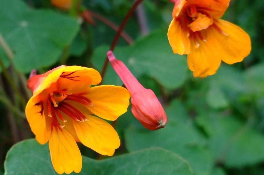 fleurs orange de capucine tubéreuse