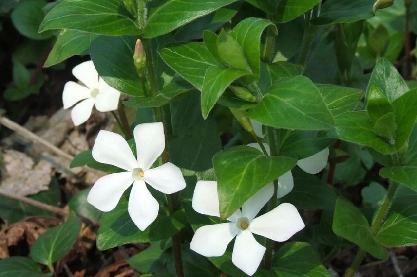 fleurs blanches de pervenche