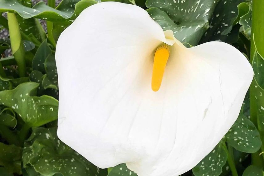 fleur blanche d'arum