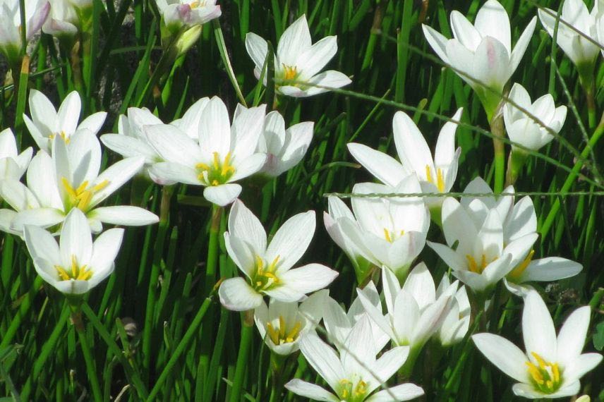 fleurs blanches de lys zéphyr