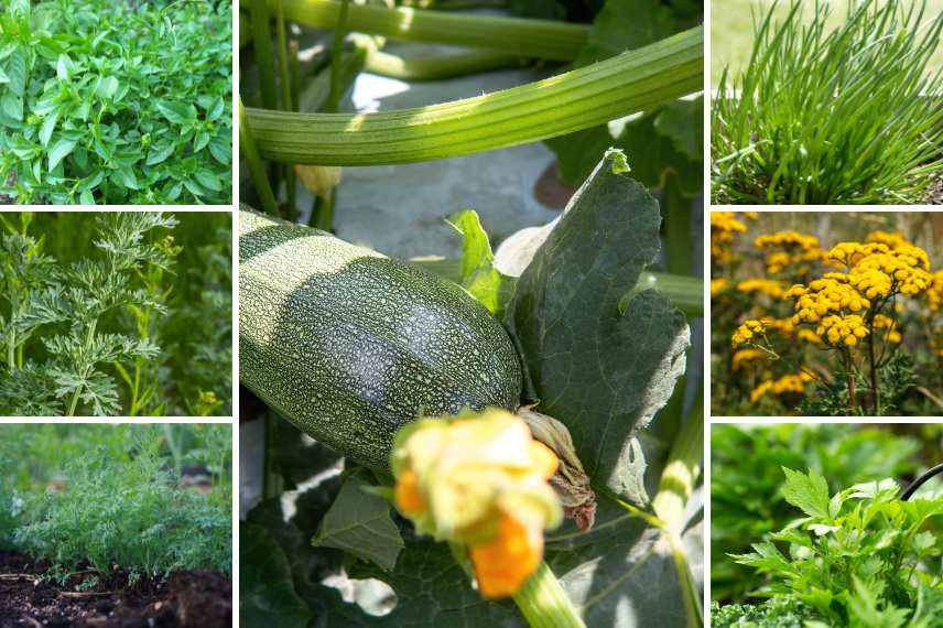 courgette associée avec plantes aromatiques 