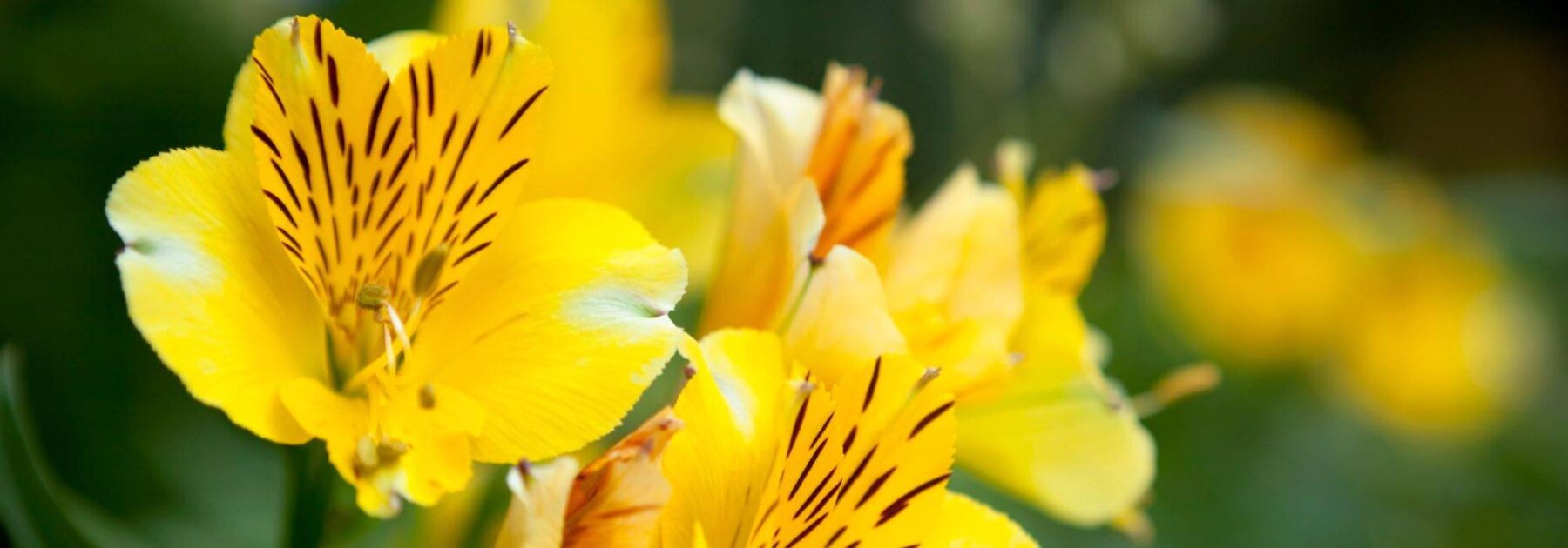 Comment associer les fleurs jaunes au jardin ?