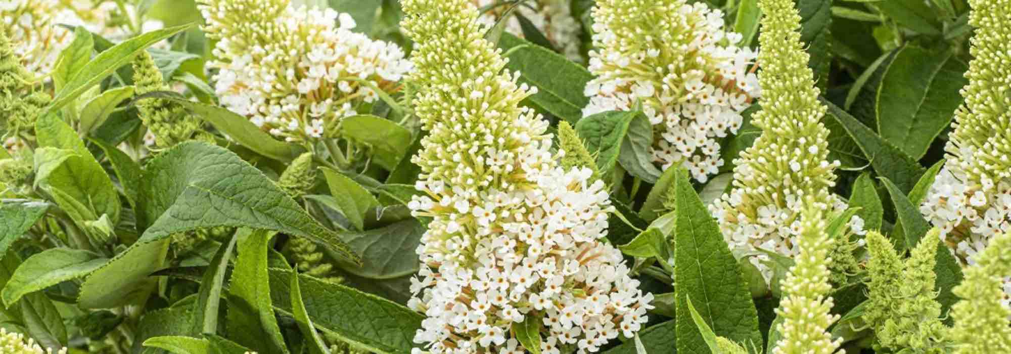 Les meilleurs Buddleias blancs pour un jardin fleuri