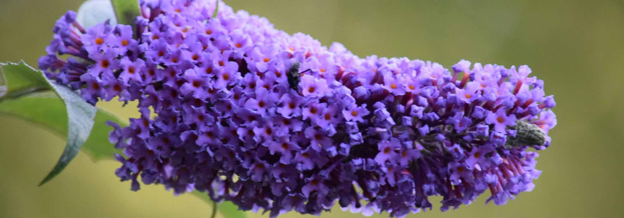 Les meilleurs Buddleias violets, mauves et pourpres pour votre jardin