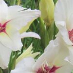 Notre top 9 des bulbes d'été à fleurs blanches