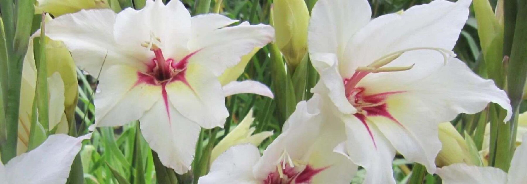 Notre top 9 des bulbes d'été à fleurs blanches