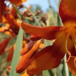 Notre top 9 des bulbes d'été à fleurs orange pour le plein soleil
