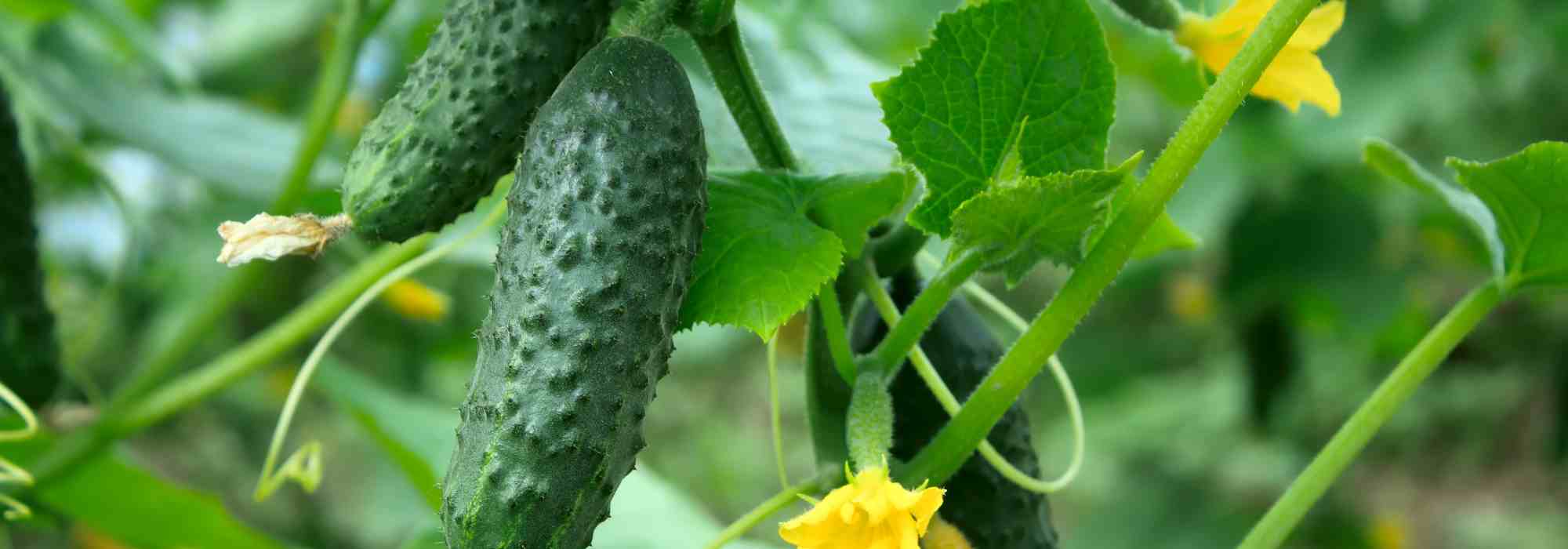 Quelles plantes associer avec le concombre ?