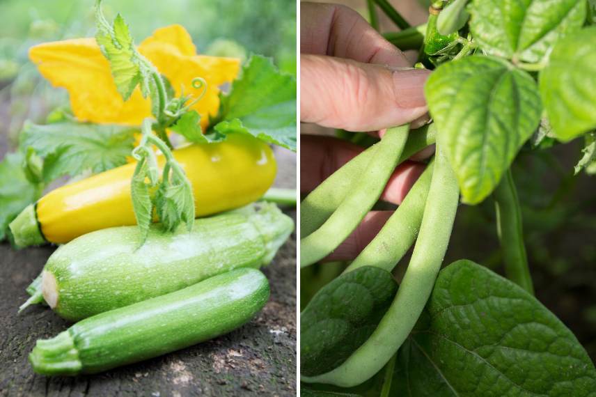 courgette association au potager