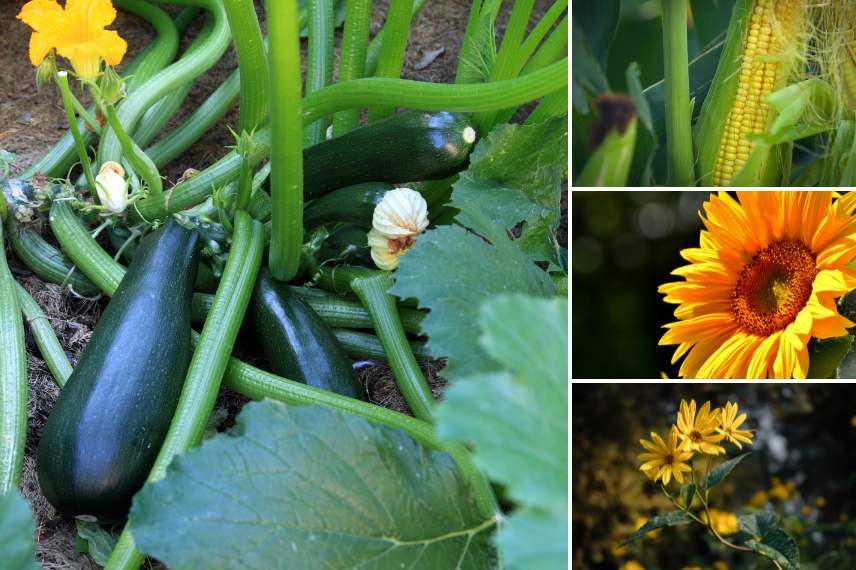 courgette association potager