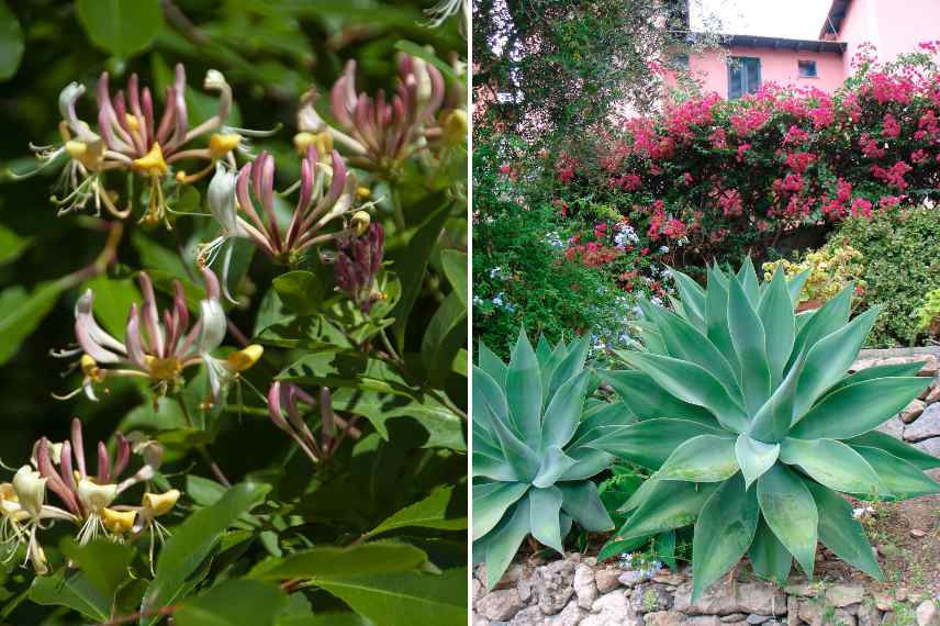 plante rustique caracteristiques