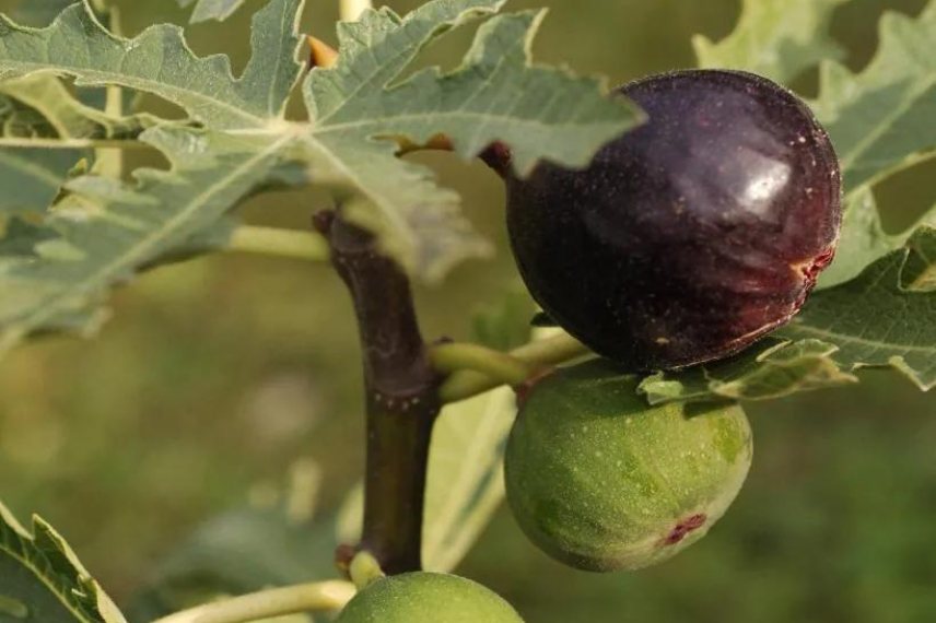 meilleures variétés de figues