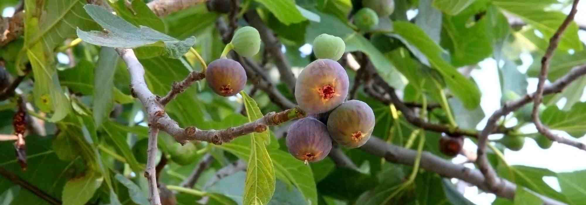 Figuier : les variétés incontournables pour le jardin