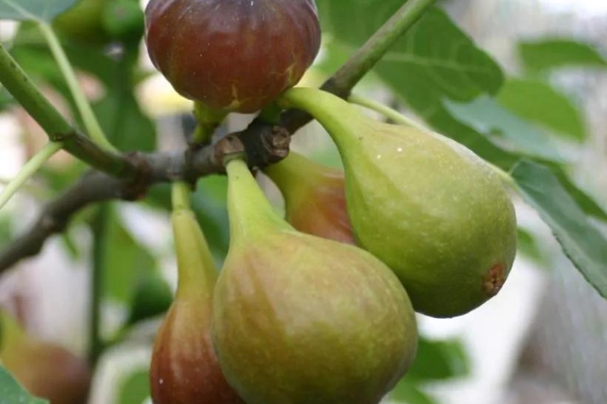 bonnes variétés de figuiers 