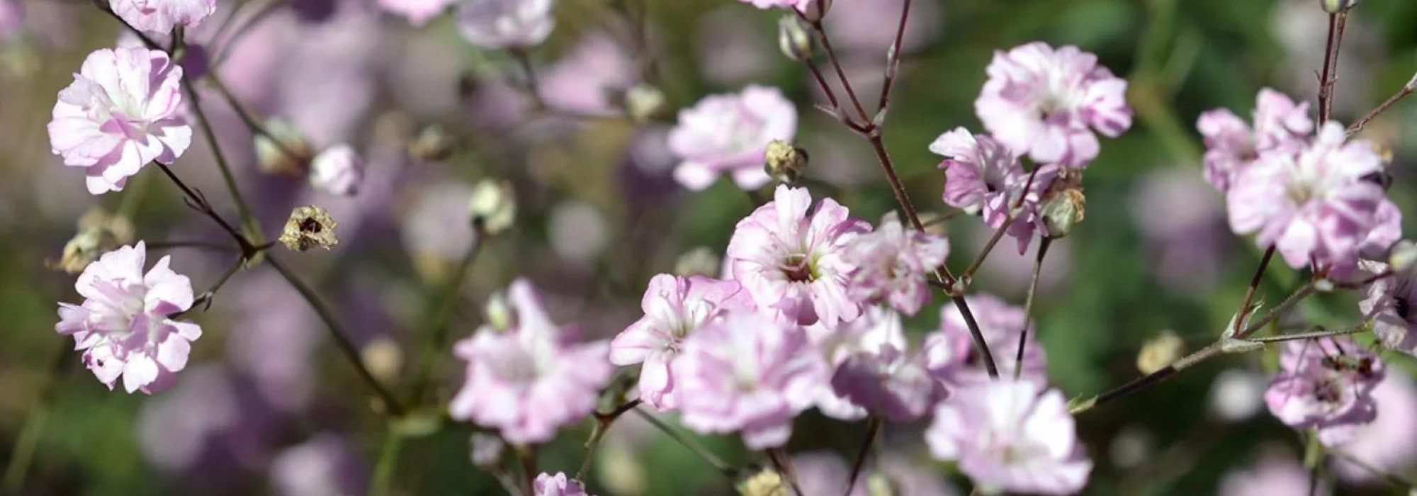 Gypsophile : découvrez les qualités de différentes variétés