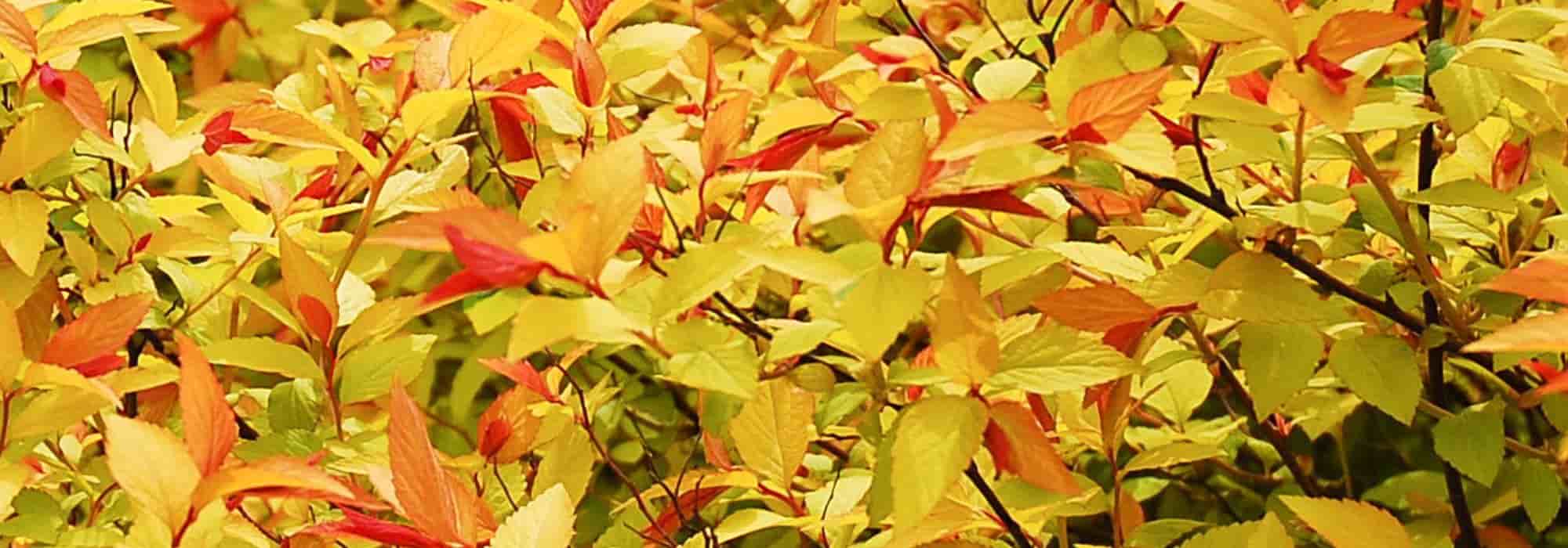 Arbustes pour pots : 6 variétés à feuillage coloré