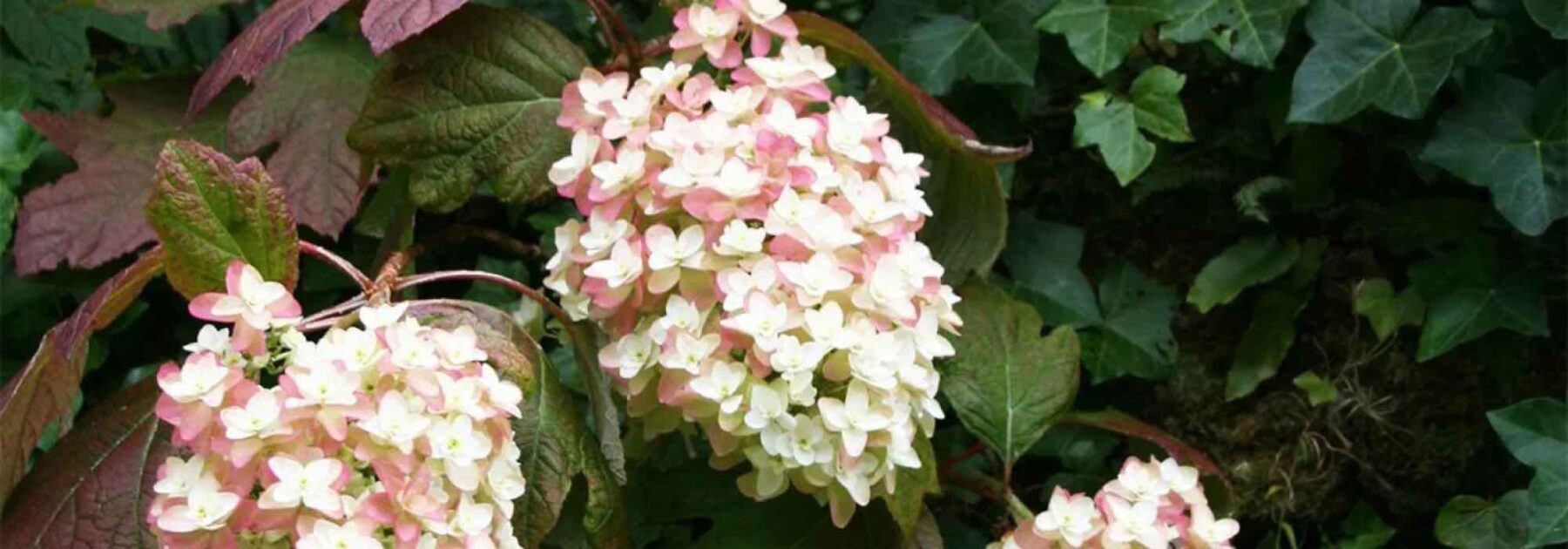 Les hortensias en sol calcaire, c’est possible !