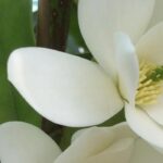 Feuillage persistant et fleurs parfumées : découvrez le Michelia !