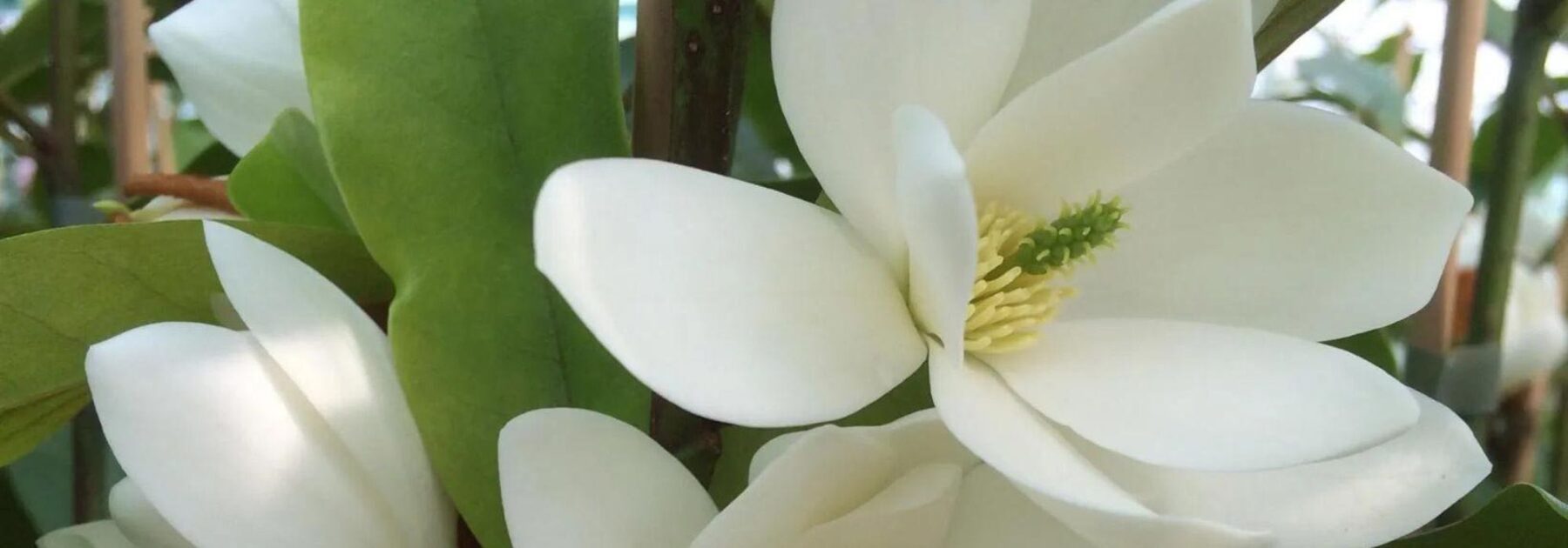 Feuillage persistant et fleurs parfumées : découvrez le Michelia !