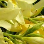5 lauriers-roses à fleurs jaunes pour un jardin lumineux