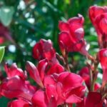 Lauriers-roses à fleurs rouges : les plus belles variétés