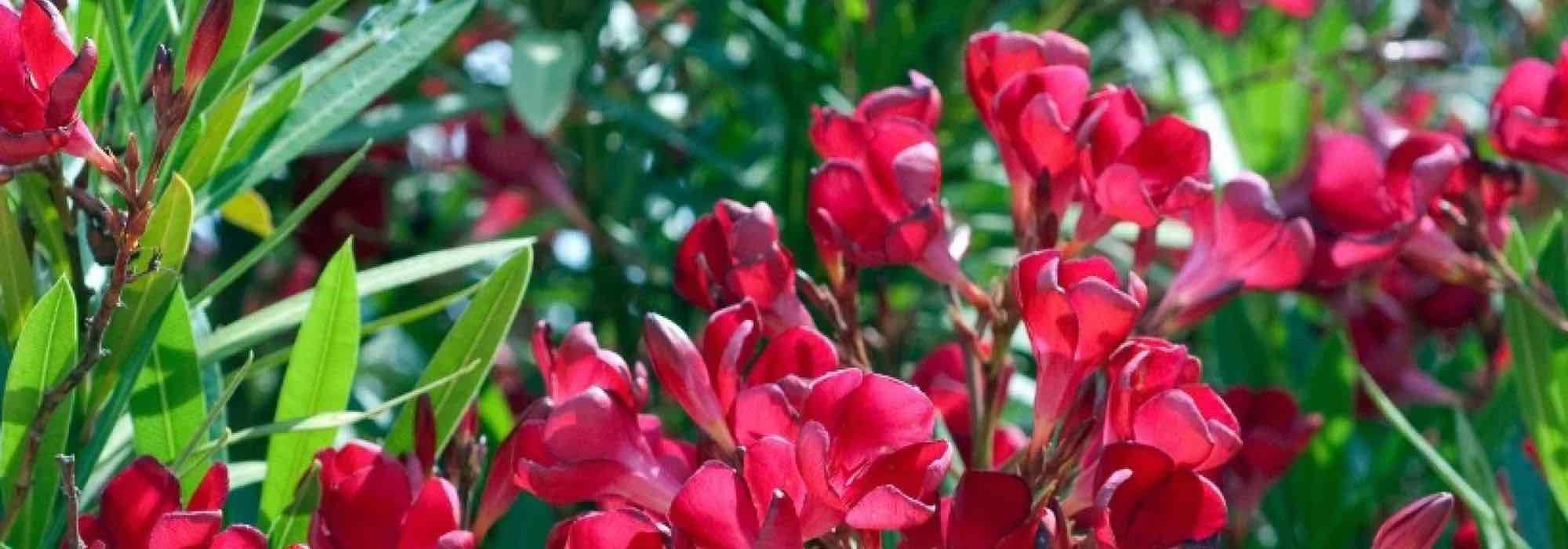 Lauriers-roses à fleurs rouges : les plus belles variétés