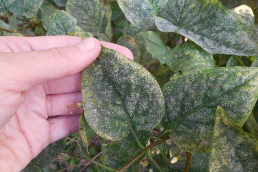 symptomes oidium sur feuille de lilas