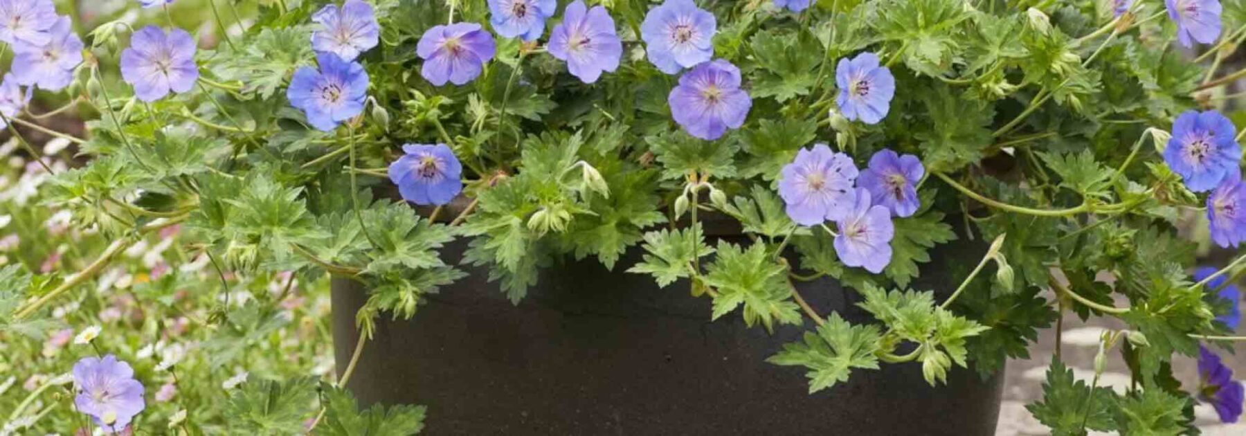 9 plantes retombantes idéales pour vos suspensions de terrasse et balcon